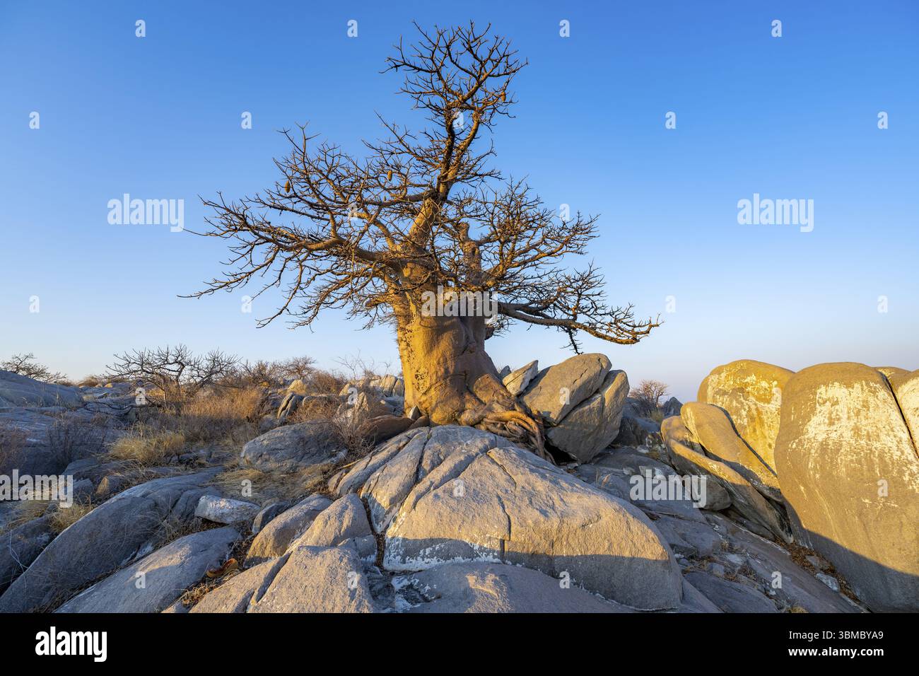 Afrikanischer Baobab oder Baobab-Baum (Adansonia digitata), Baum zwischen runden Felsen im Abendlicht, Kubu Island (Lekubu), Sowa Pan, Makgadikgadi Salz p Stockfoto