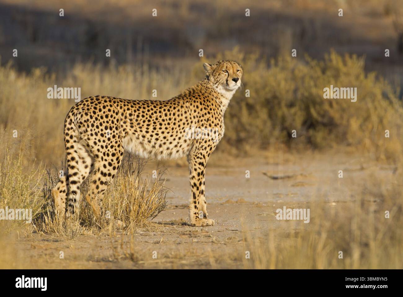 Geparden (Acinonyx jubatus), Tiere, Säugetiere, Geparden, Raubtier, Großkatze, Großkatzenfamilie, Afrika, Nossob Riverbed, Twee Rivieren, Nordkap / Kg Stockfoto