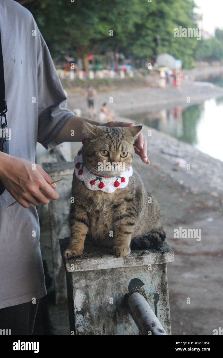 Eine runde Tabbykatze sitzt ruhig auf einem verwitterten Betongeländer neben einem ruhigen See und trägt ein handgefertigtes Kirschhalsband. Stockfoto
