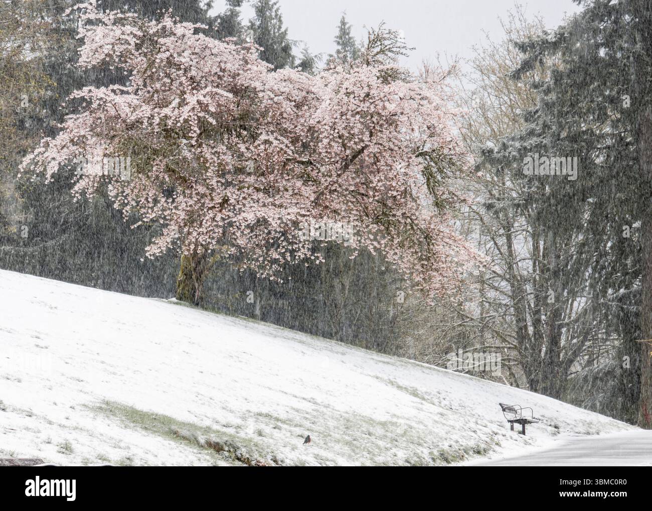 Ein großer Kirschblütenbaum steht in einem schneebedeckten Park, umgeben von einem sanften Schneefall. Eine einsame Bank liegt in der Nähe, die die Ruhe und Ruhe verstärkt Stockfoto