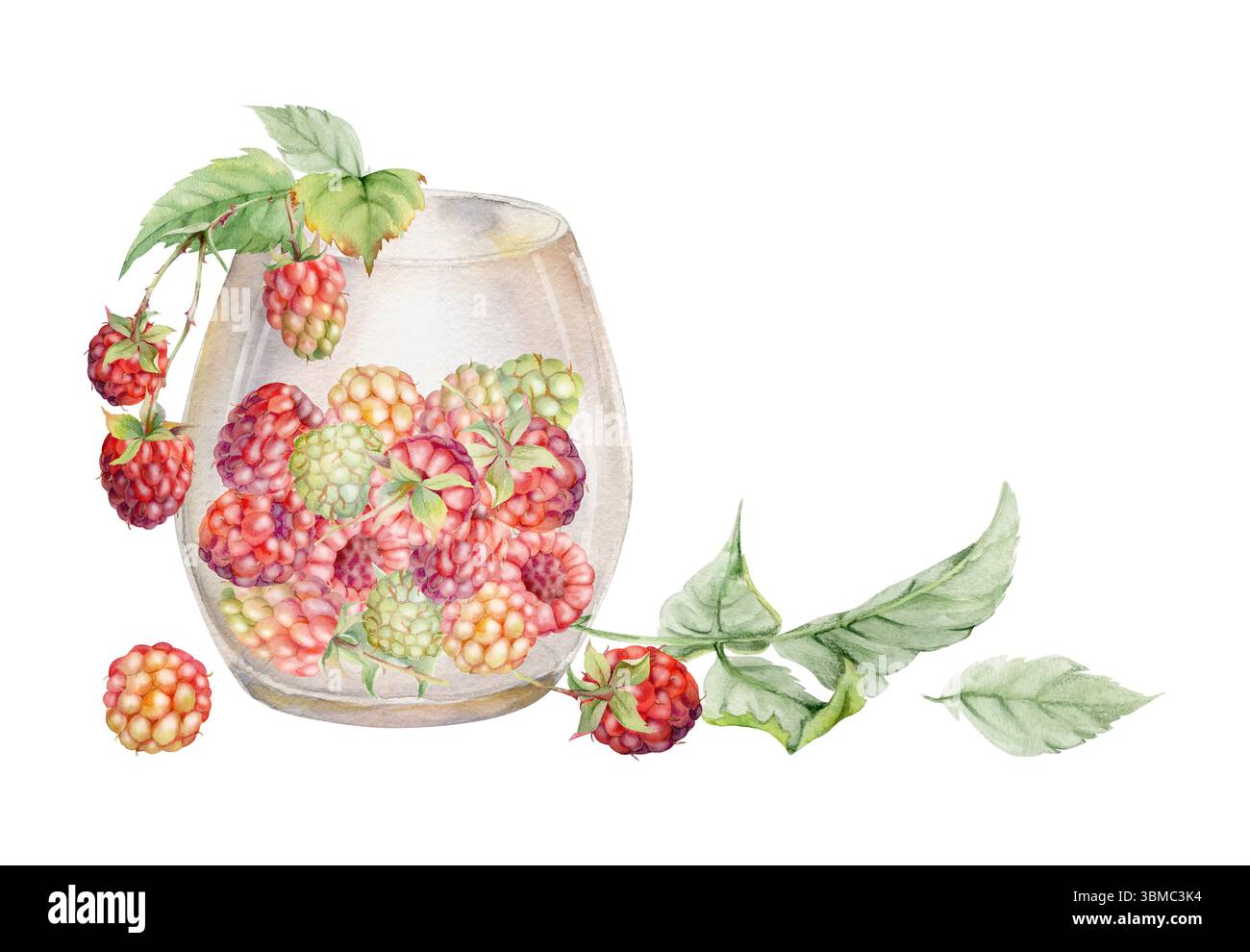Himbeere in durchscheinendem Glas mit Blättern auf Stielen, handgezeichnet in Aquarell. Reife Pflaumenbeere Wolkenbeere Dewberry Maulbeerernte. Isoliert Stockfoto