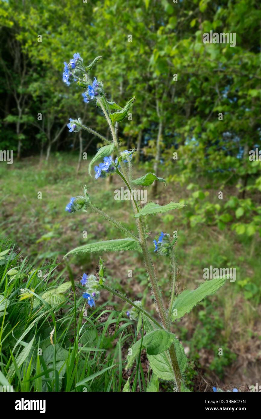 Blaue Blüten von Pentaglottis, auch bekannt als Green Alkanet oder Evergreen Bugloss Stockfoto