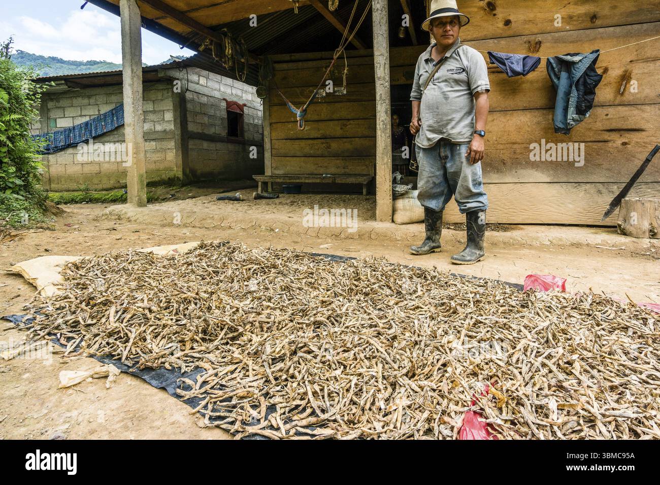 Bohnen trocknen, La Tana, Reyna, Uspantan Departement, Guatemala, Zentralamerika Stockfoto