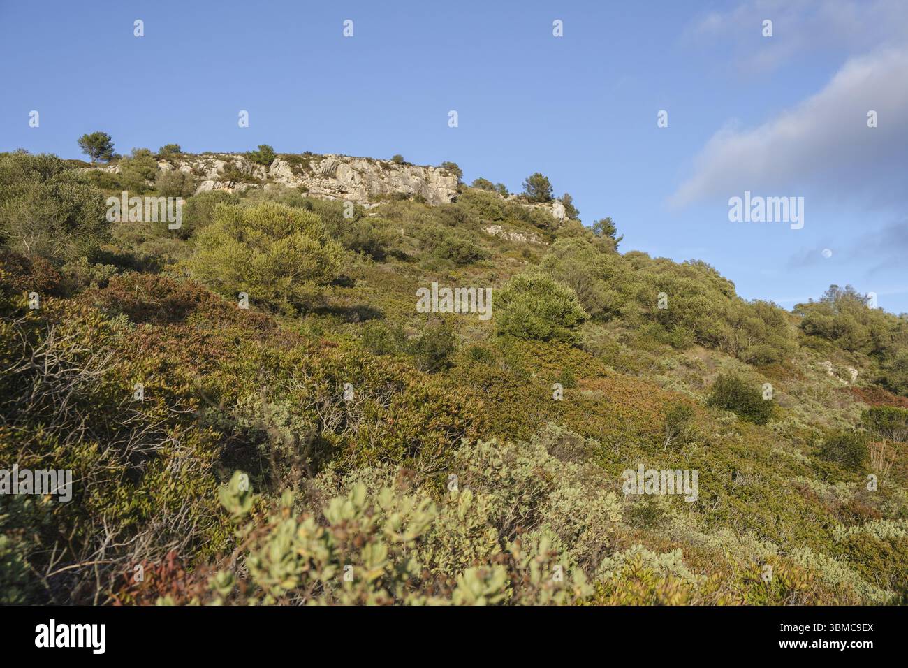 Mediterrane Macchia, Puig de Randa, Algaida, Mallorca, Balearen, Spanien, Europa Stockfoto