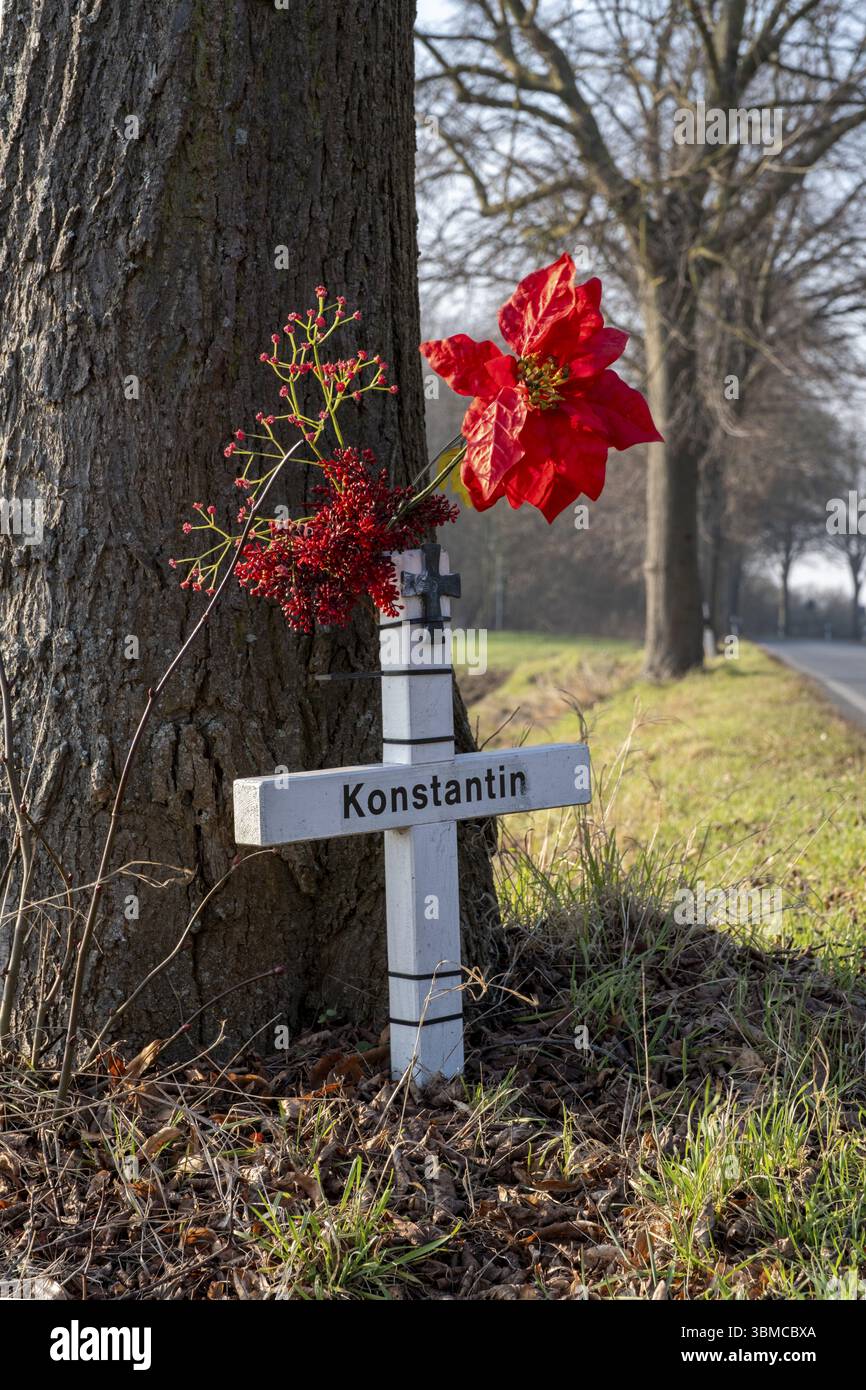 zimmerpflanze mit stamm XXL Gummibaum Stamm kaufen  Green Me Up