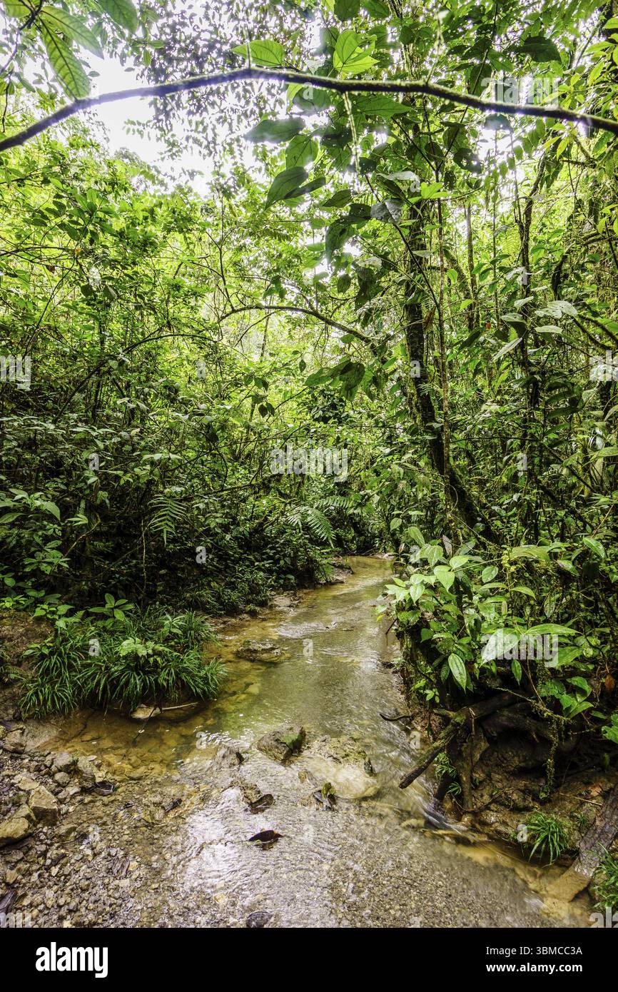 Tropischer Regenwald, in der Nähe von La Parroquia (Lancetillo), El Quiche, Sierra de los Cuchumatanes, Guatemala, Mittelamerika Stockfoto