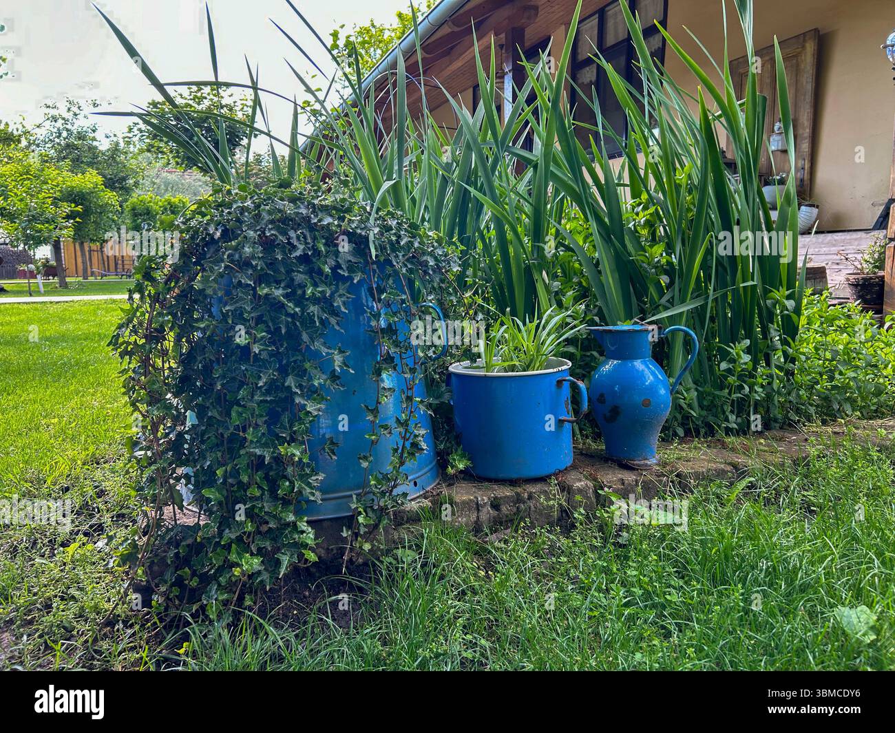 Alte blaue Emaille-Töpfe und eine Kanne, die als Pflanzgefäße in einem üppigen ländlichen Garten umfunktioniert werden, verleihen der ländlichen Umgebung rustikalen Charme und umweltfreundliche Einrichtung. Stockfoto