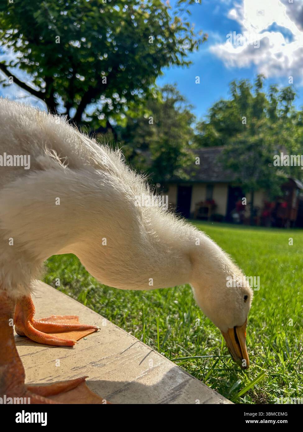 Nahaufnahme eines flauschigen weißen Entlein, das auf frischem Gras in einem sonnigen Hinterhof knabbert und einen friedlichen ländlichen Moment mit lebendigem Grün festnimmt. - Smartphone-aufgenommenes Stockfoto