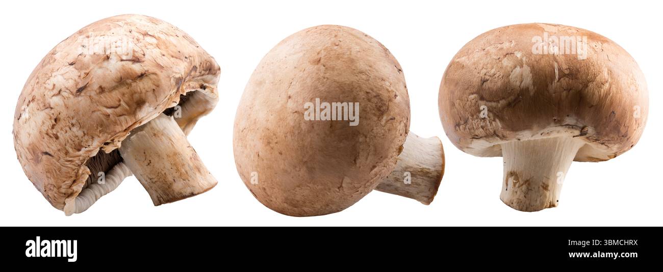 Sekt isoliert auf weißem Hintergrund. Stockfoto