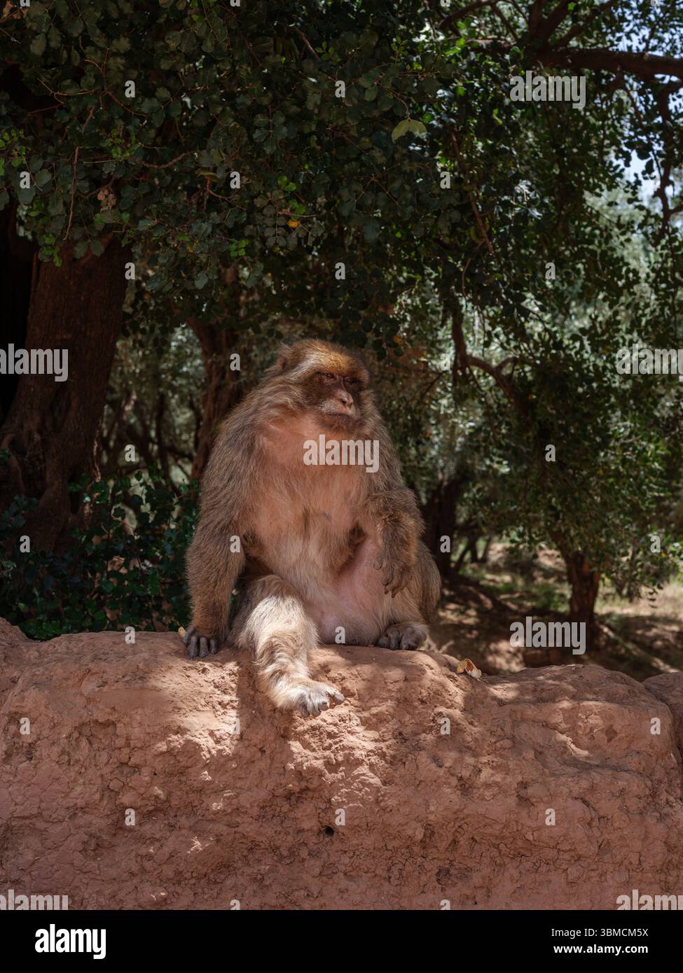 Ein Berbermakaken ruht im Schatten nahe den Ouzoud Falls, ein häufiger Anblick in diesem natürlichen Lebensraum des Mittleren Atlas. Stockfoto