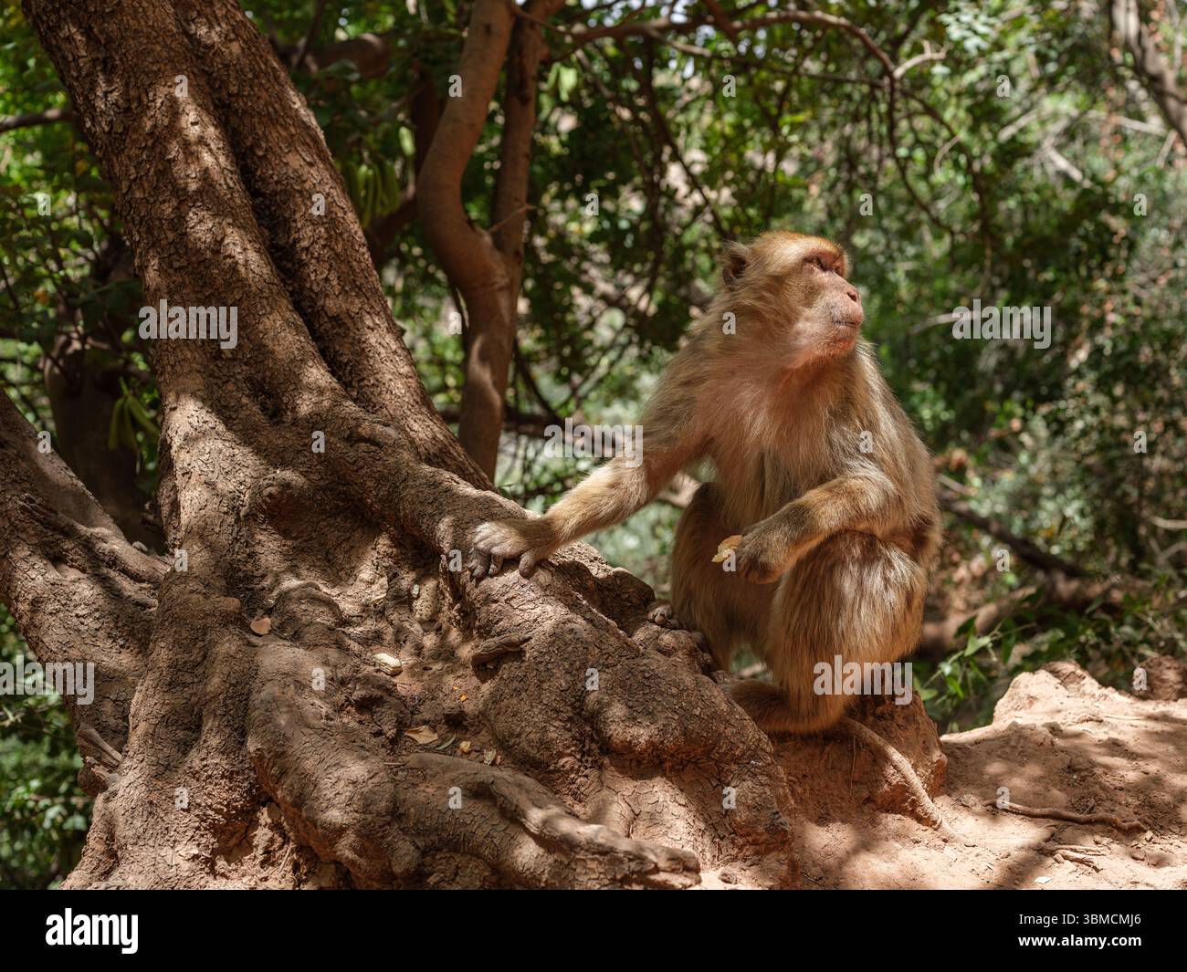 Ein Berbermakaken ruht im Schatten nahe den Ouzoud Falls, ein häufiger Anblick in diesem natürlichen Lebensraum des Mittleren Atlas. Stockfoto