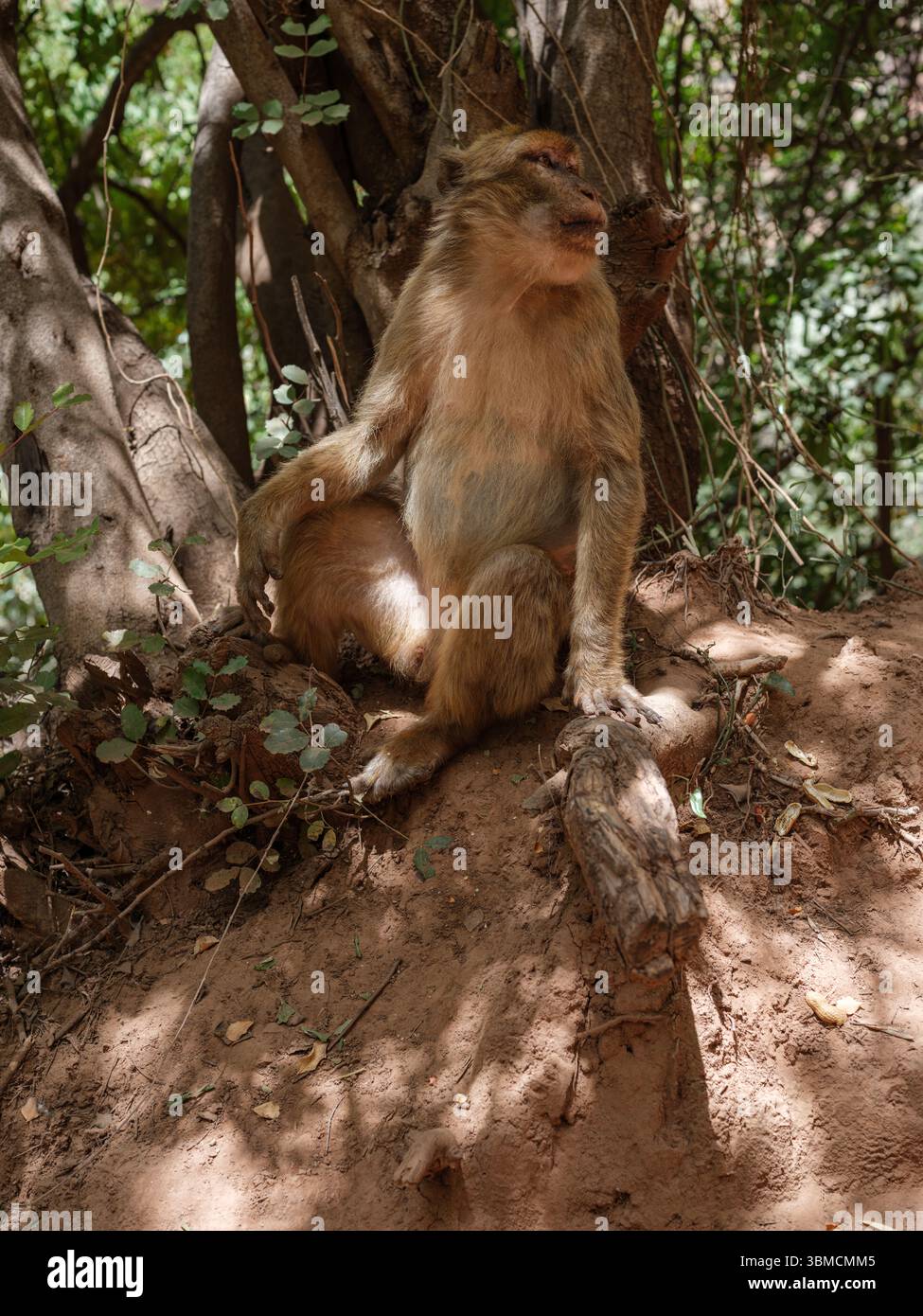 Ein Berbermakaken ruht im Schatten nahe den Ouzoud Falls, ein häufiger Anblick in diesem natürlichen Lebensraum des Mittleren Atlas. Stockfoto