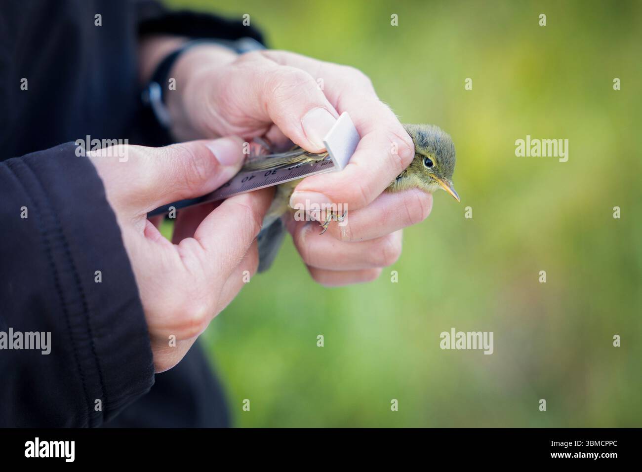 18/06/25 juvenile Chiffchaff. Im sanften Licht eines frühen Mittsommermorgens beginnt das Vogelklingeln an einem ehemaligen Kohlebergbau im Herzen der Stockfoto