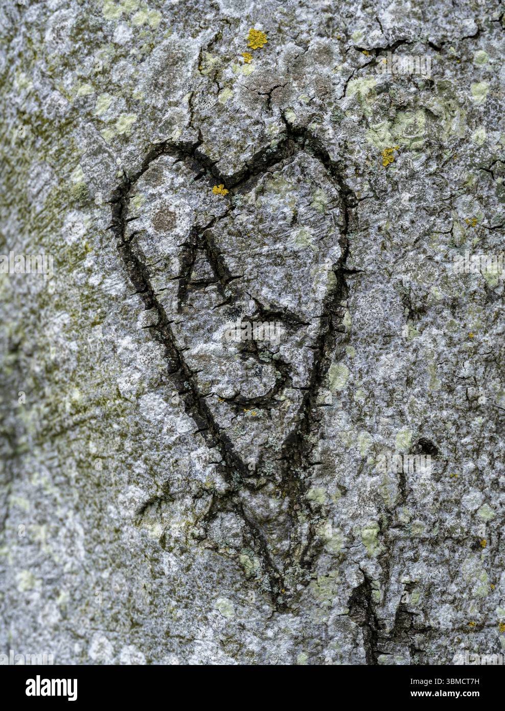 Herz mit den Buchstaben A und S in einen Baumstamm gehauen im Geisterwald an der Steilküste der Ostsee, Nienhagen, Mecklenburg-Vorpomm Stockfoto
