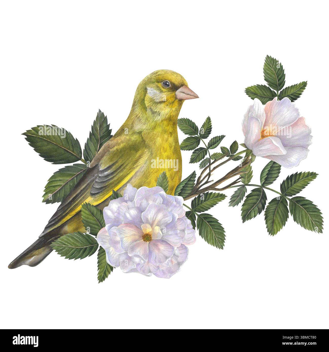 Grünfinke auf einem Rosenhagenzweig mit weißen Blüten und Blättern. Wasserfarbenzusammensetzung isoliert auf einem transparenten Hintergrund. Handgezeichnet. Für Design Stockfoto