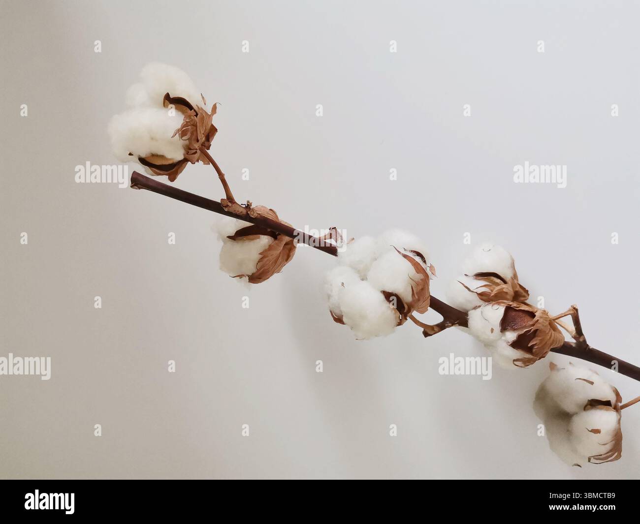 Baumwollzweig isoliert auf weißem Hintergrund Stockfoto