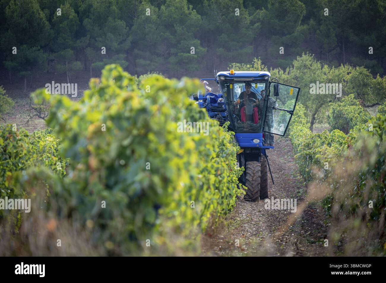 Erntemaschine, Murillo de Rio Leza, La Rioja, Spanien, Europa Stockfoto