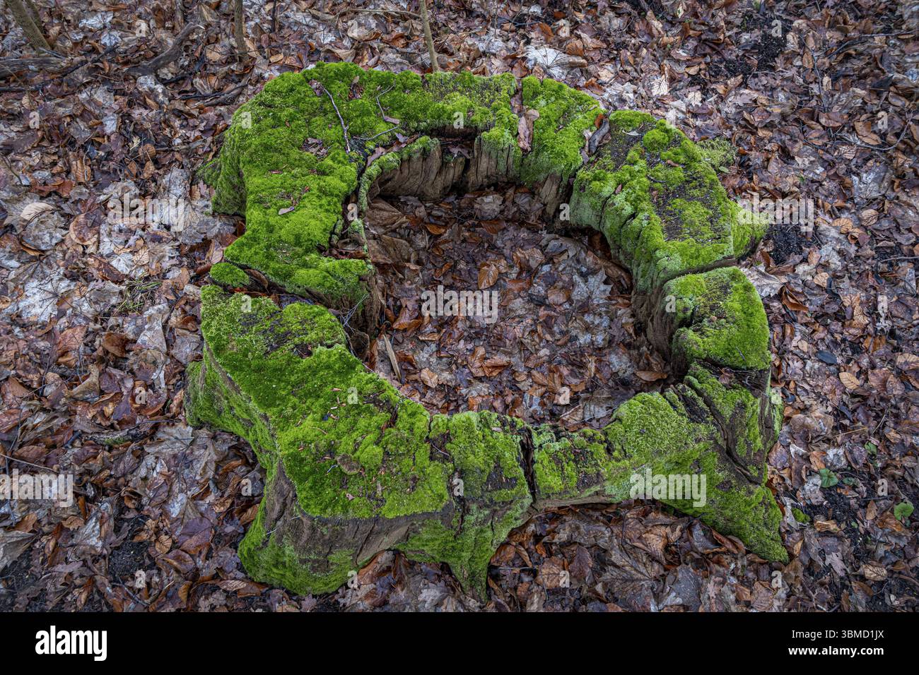 Moosbedeckter Hohlbaumstumpf auf einem blattbedeckten Waldboden im Winter, Braunschweig, Niedersachsen, Deutschland, Europa Stockfoto