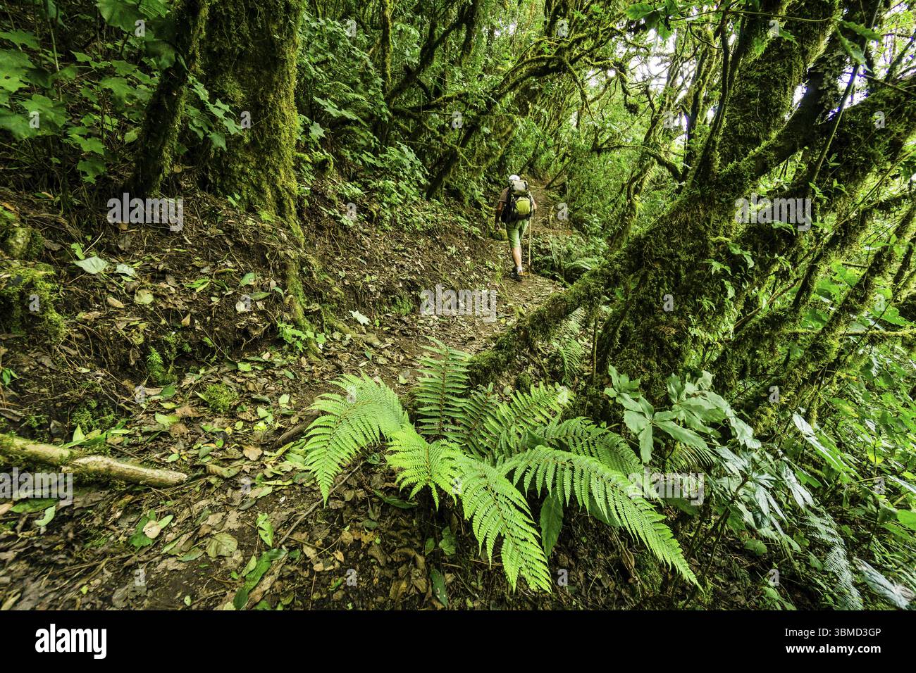 Wanderer, Nebelwald an den Hängen des Toliman-Vulkans, Lake Atitlan, Guatemala, Mittelamerika Stockfoto Wanderer, Nebelwald an den Hängen des Toliman-Vulkans, Lake Atitlan, Guatemala, Mittelamerika Stockfoto