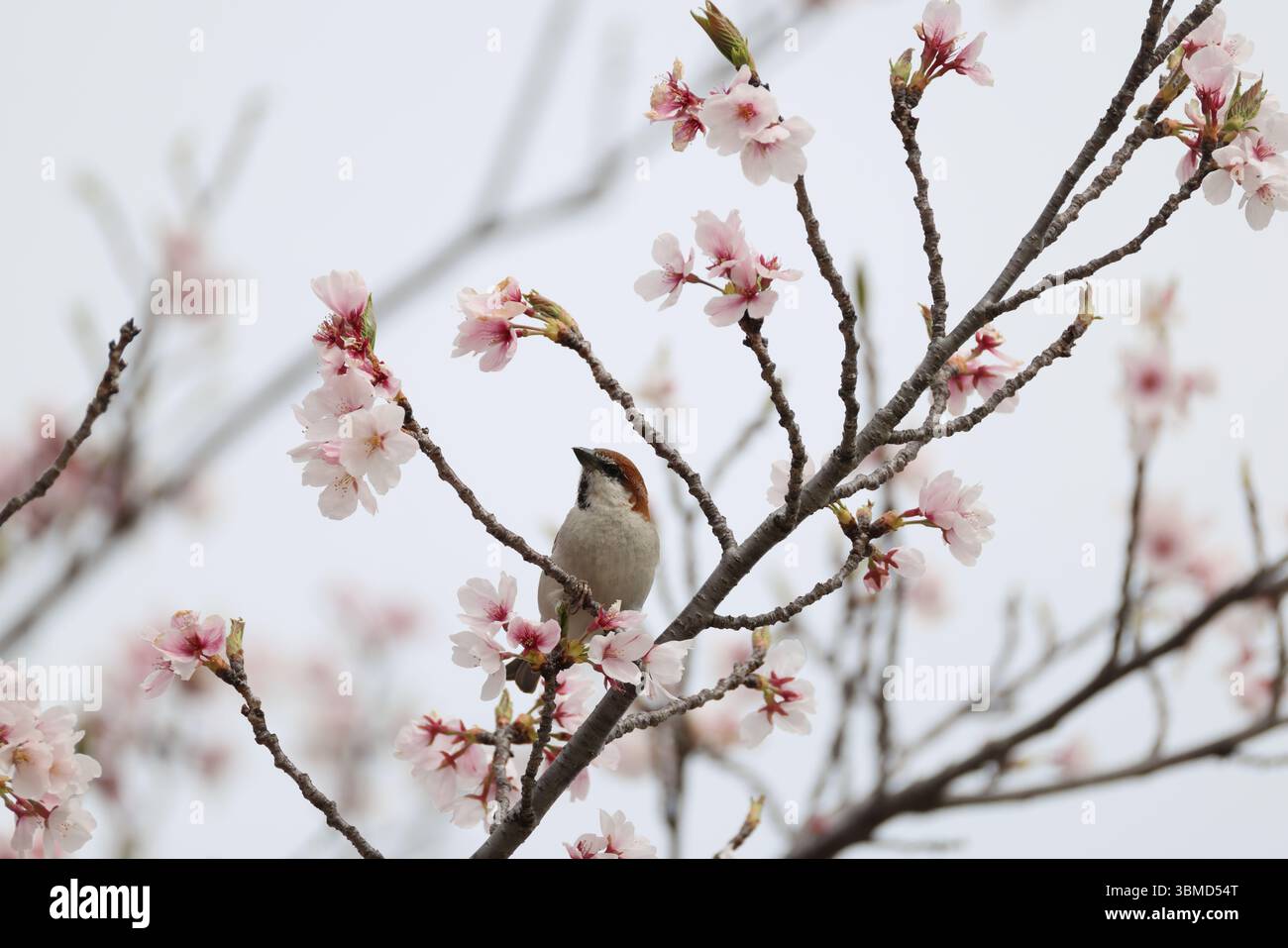 Der Passer cinnamomeus, auch Zimt oder Zimtbaum-Spatz genannt, ist ein Passerinvogel der Familie der Spatzen Passeridae. Dies Stockfoto