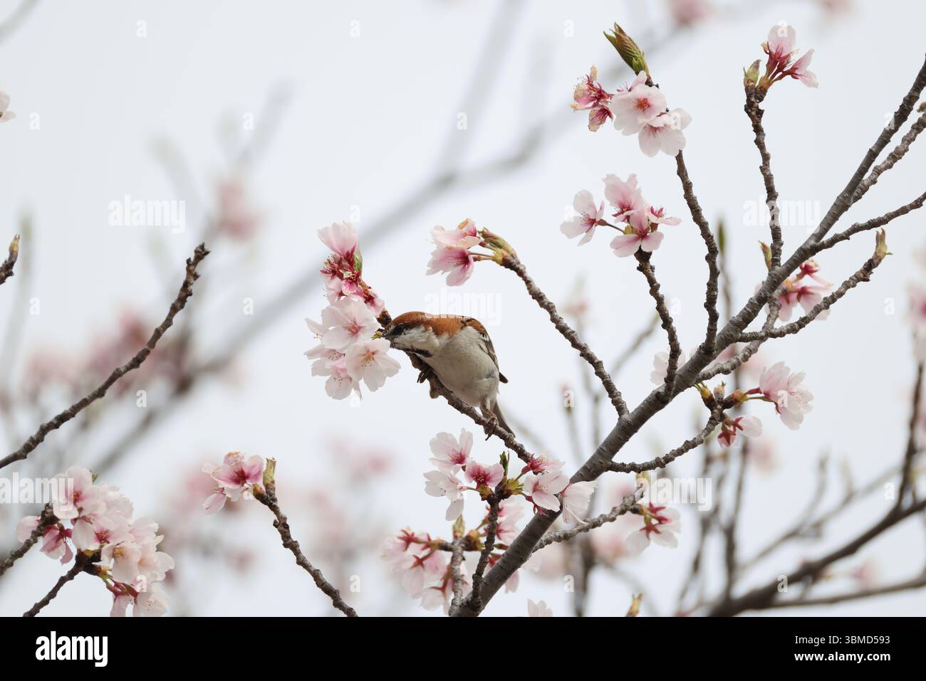Der Passer cinnamomeus, auch Zimt oder Zimtbaum-Spatz genannt, ist ein Passerinvogel der Familie der Spatzen Passeridae. Dies Stockfoto