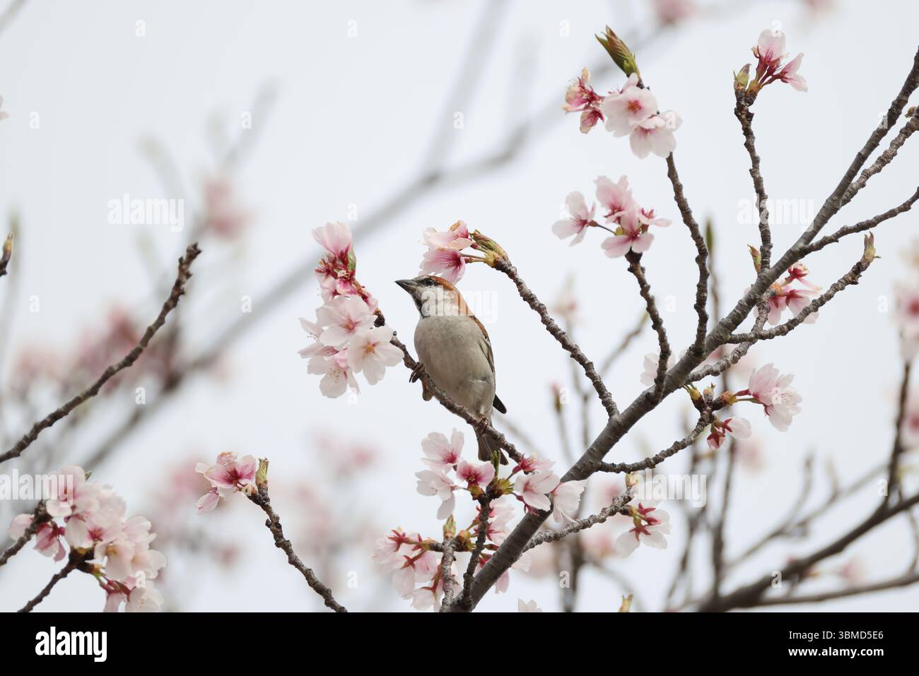 Der Passer cinnamomeus, auch Zimt oder Zimtbaum-Spatz genannt, ist ein Passerinvogel der Familie der Spatzen Passeridae. Dies Stockfoto