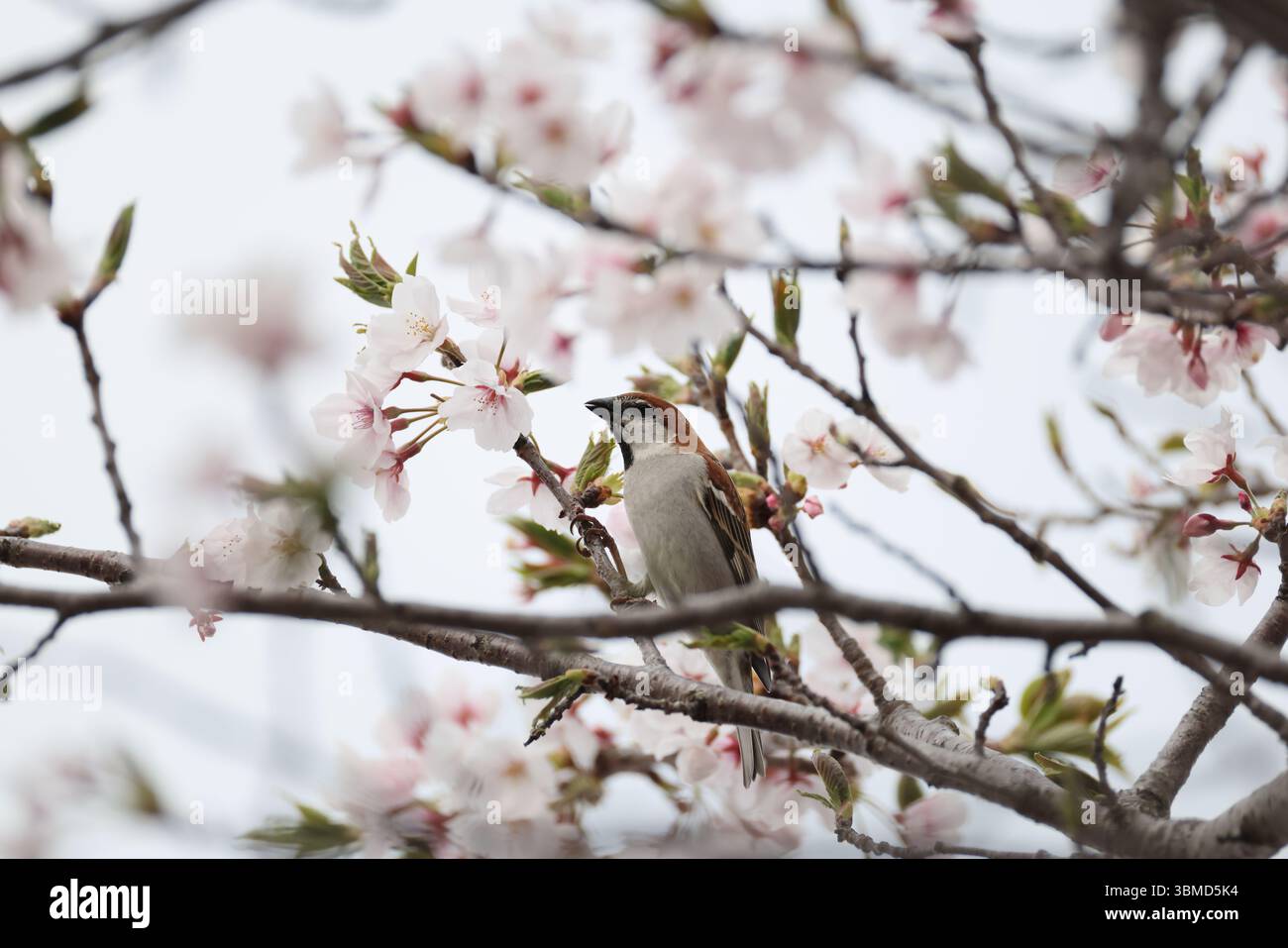 Der Passer cinnamomeus, auch Zimt oder Zimtbaum-Spatz genannt, ist ein Passerinvogel der Familie der Spatzen Passeridae. Dies Stockfoto