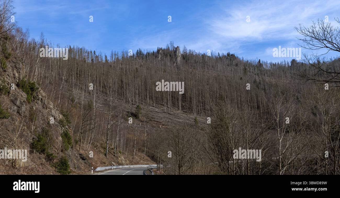 Teilweise tote Bäume, Fichten, auf dem Huthberg im Harz, Niedersachsen, Deutschland, Europa Stockfoto