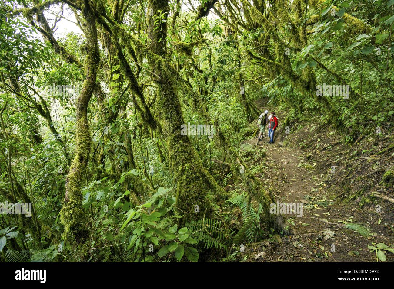 Nebelwald an den Hängen des Toliman-Vulkans, Lake Atitlan, Guatemala, Mittelamerika Stockfoto Nebelwald an den Hängen des Toliman-Vulkans, Lake Atitlan, Guatemala, Mittelamerika Stockfoto