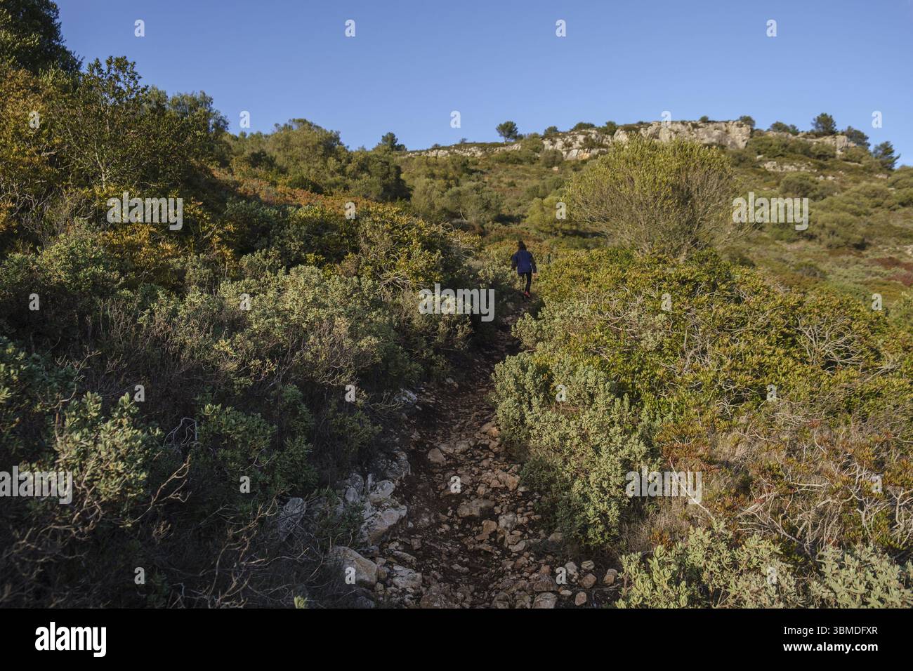 Mediterrane Macchia, Puig de Randa, Algaida, Mallorca, Balearen, Spanien, Europa Stockfoto