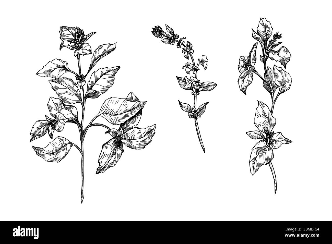 Basilikum-Kraut-Clipart mit Zweigen und blühender Spitze Stiel schwarz-weiße Umrissvektor-Illustration. Grüne Gartenkräuter, Basilikumpflanzenelemente Gravur Stock Vektor