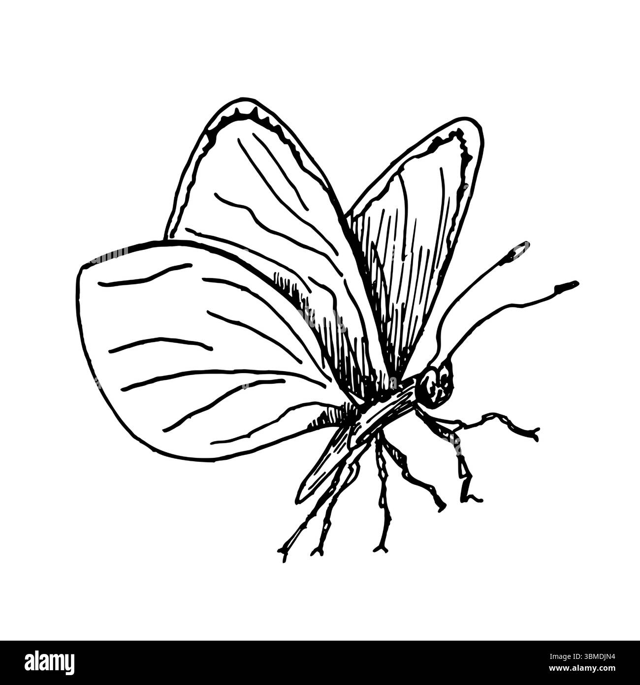 Zarte Schmetterling Hand gezeichnete schwarz-weiße Umrissvektor-Illustration. Gemalte Dame, Glasflügel oder Kohl White Schmetterlinge Stylenkunst Skizze für Stock Vektor