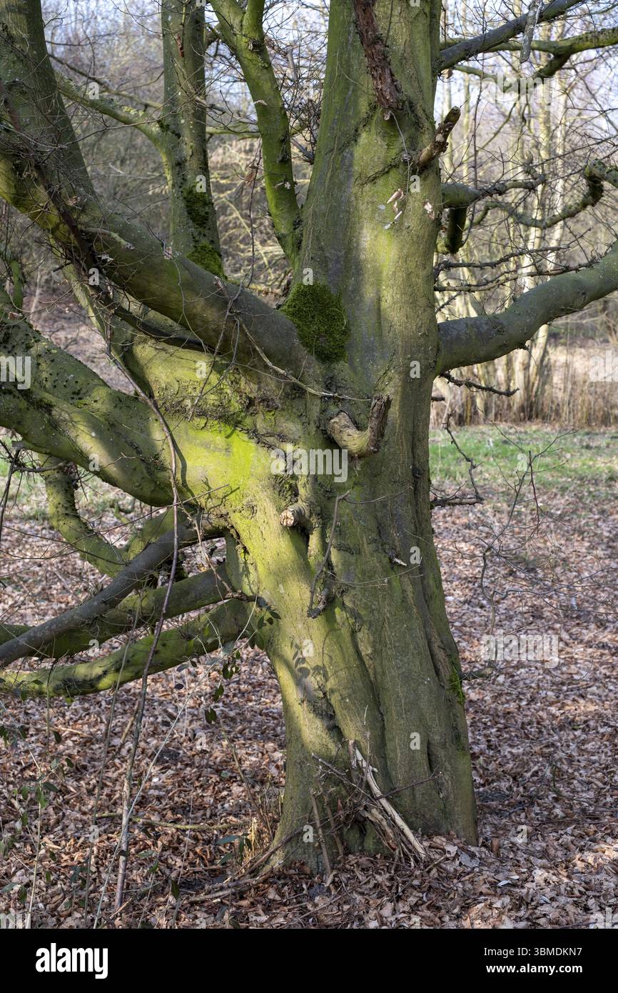 Geteilter Baumstamm am Ufer des Salzgittersees, Salzgitter, Niedersachsen, Deutschland, Europa Stockfoto