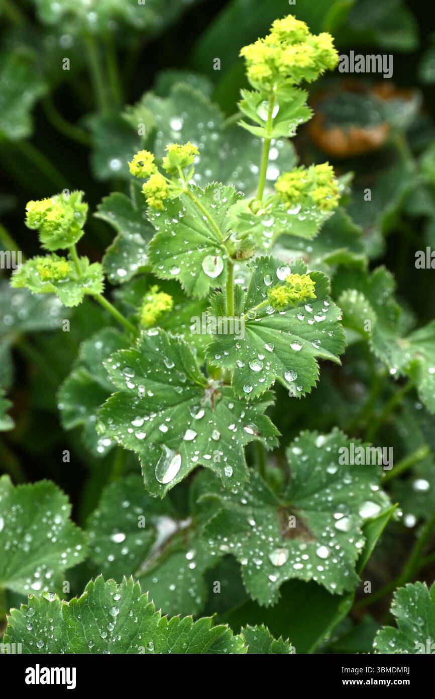 Säuregelbe Sommerblumen und dekoratives Laub mit Regentropfen von Alchemilla mollis oder Lady's Mantle UK Garden im Juni Stockfoto