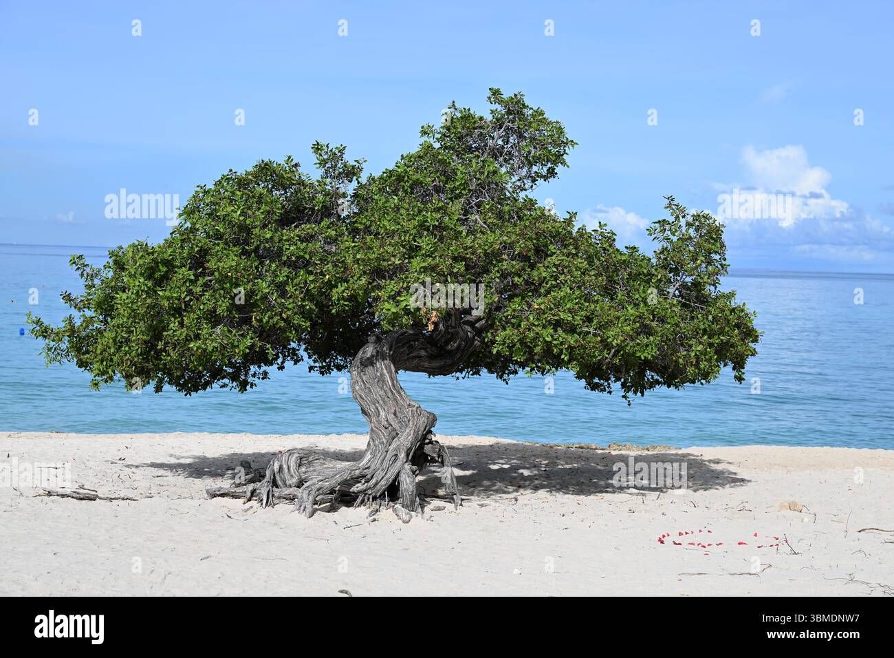 Aruba, Noord - berühmter Fofoti Baum am Adlerstrand mit Herz aus Rosen am Boden Stockfoto