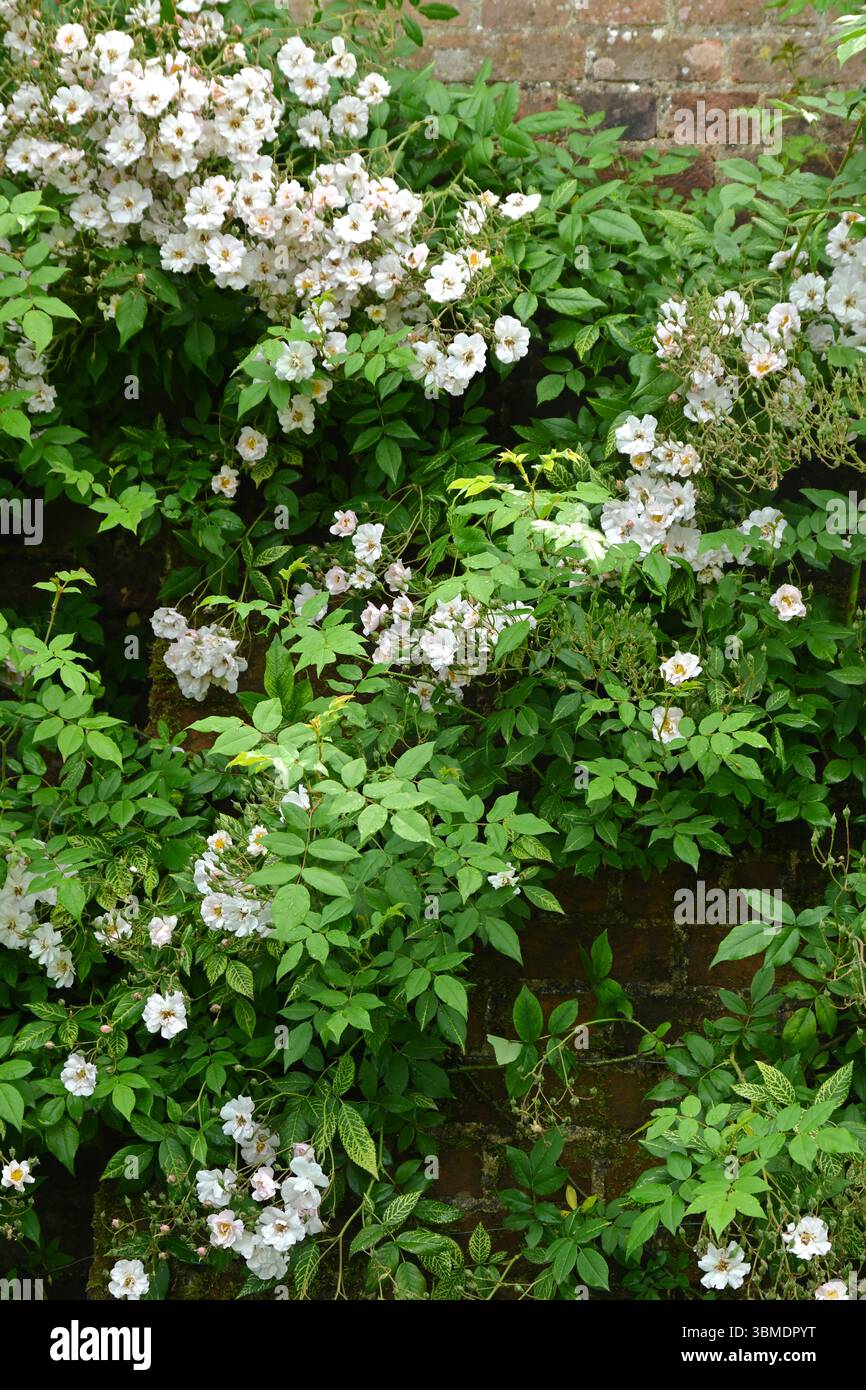 Kleine weiße Sommerblumen mit weiträumiger Rose, rosa the Garland UK Garden im Juni Stockfoto