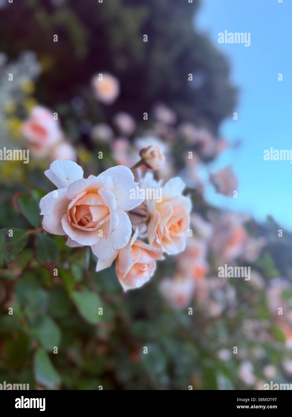 Rose - Smartphone-aufgenommenes Stockfoto