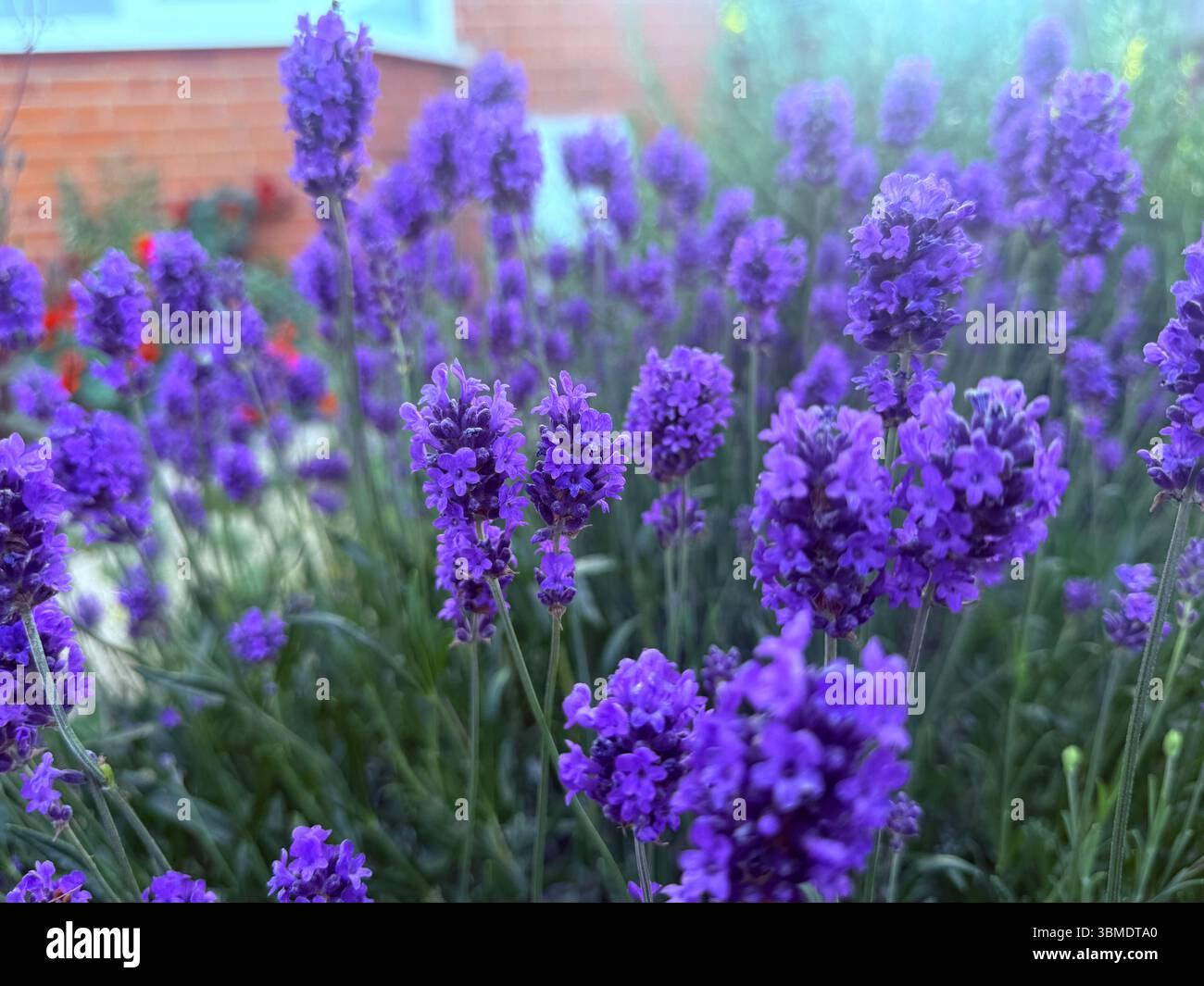 lila Blumen - Smartphone-aufgenommenes Stockfoto