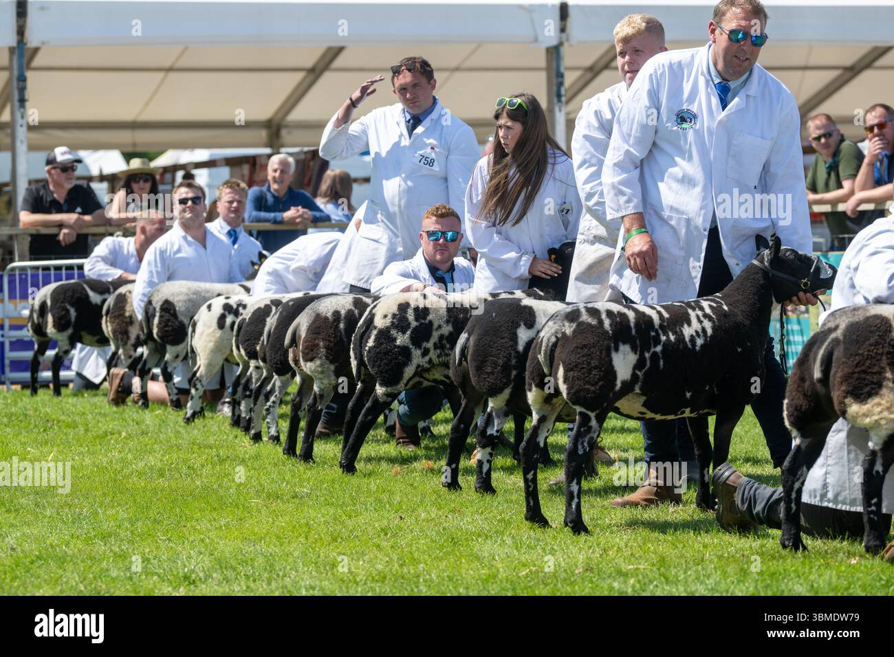 Schaf auf der Royal Highland Show 2025, Edinburgh, Schottland, Großbritannien. Stockfoto