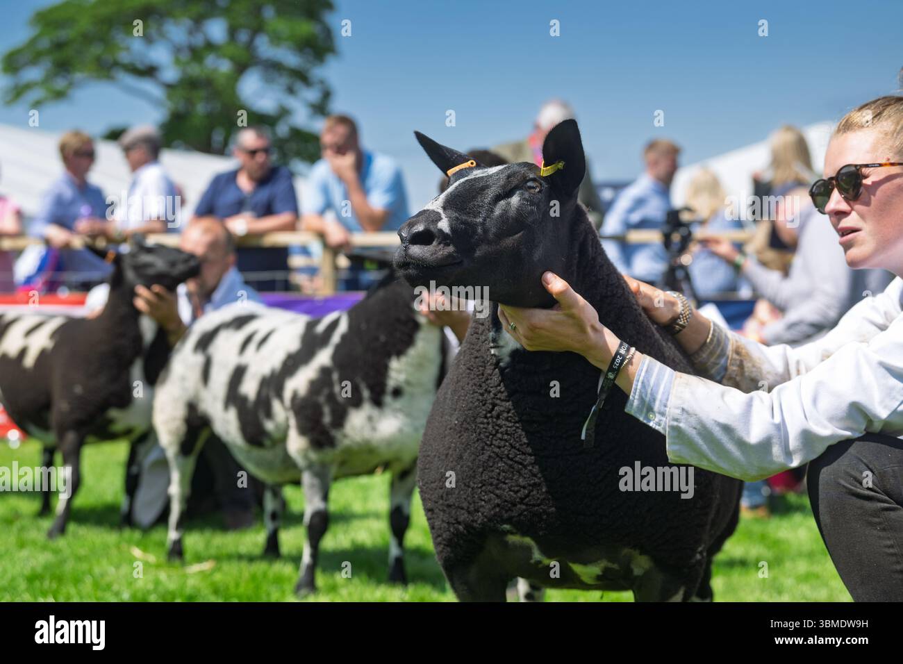 Schaf auf der Royal Highland Show 2025, Edinburgh, Schottland, Großbritannien. Stockfoto