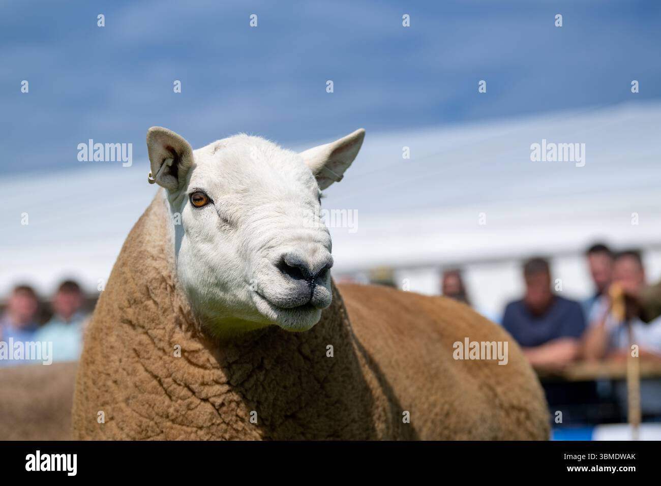 Schaf auf der Royal Highland Show 2025, Edinburgh, Schottland, Großbritannien. Stockfoto