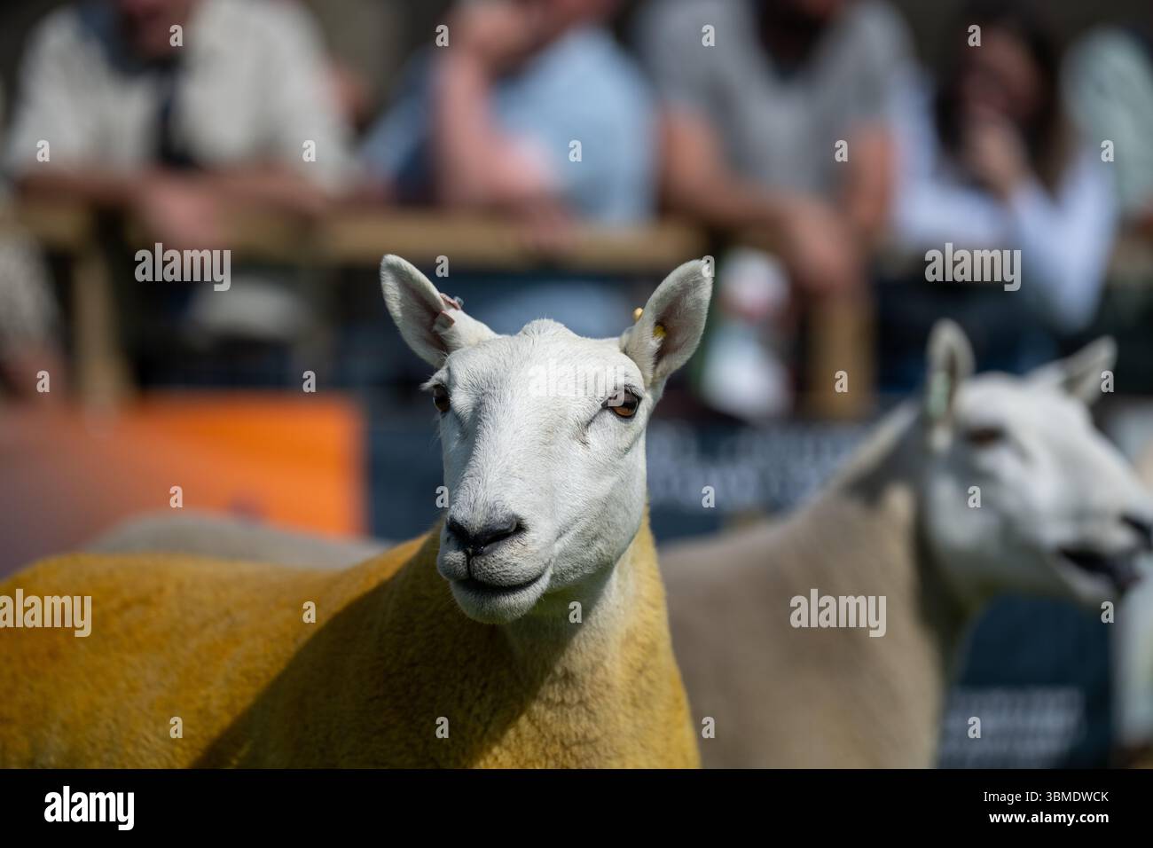 Schaf auf der Royal Highland Show 2025, Edinburgh, Schottland, Großbritannien. Stockfoto