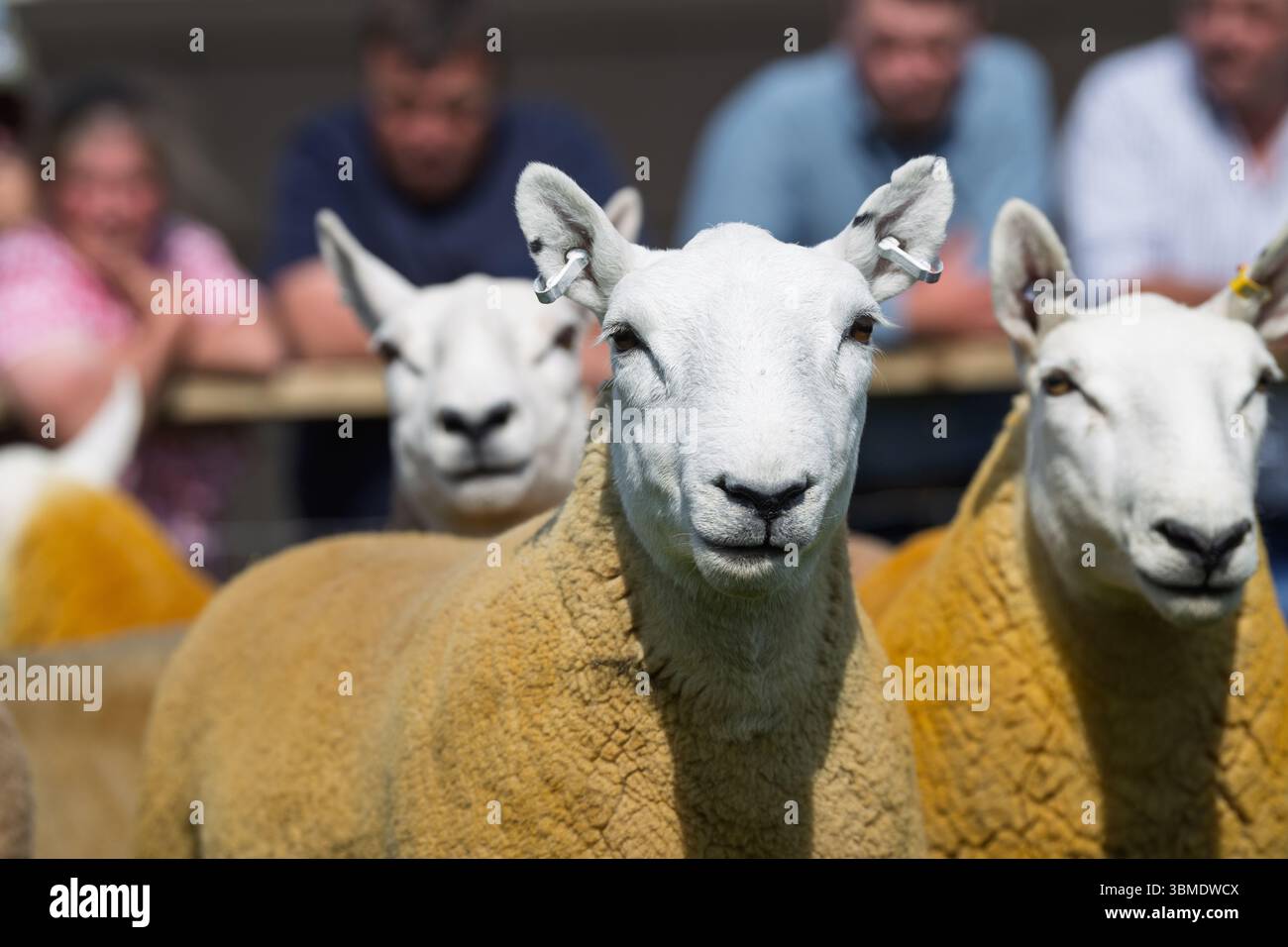 Schaf auf der Royal Highland Show 2025, Edinburgh, Schottland, Großbritannien. Stockfoto