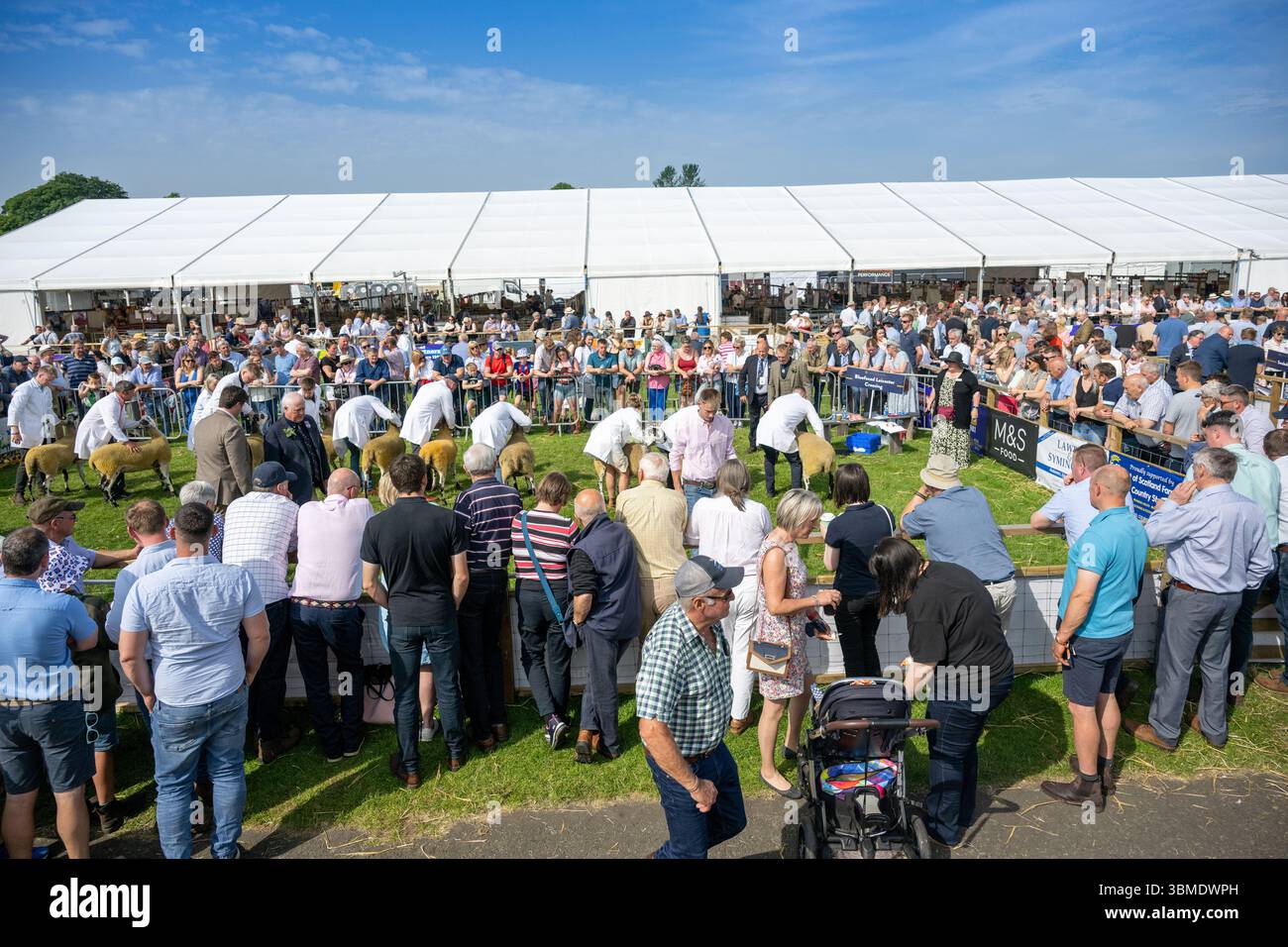 Schaf auf der Royal Highland Show 2025, Edinburgh, Schottland, Großbritannien. Stockfoto
