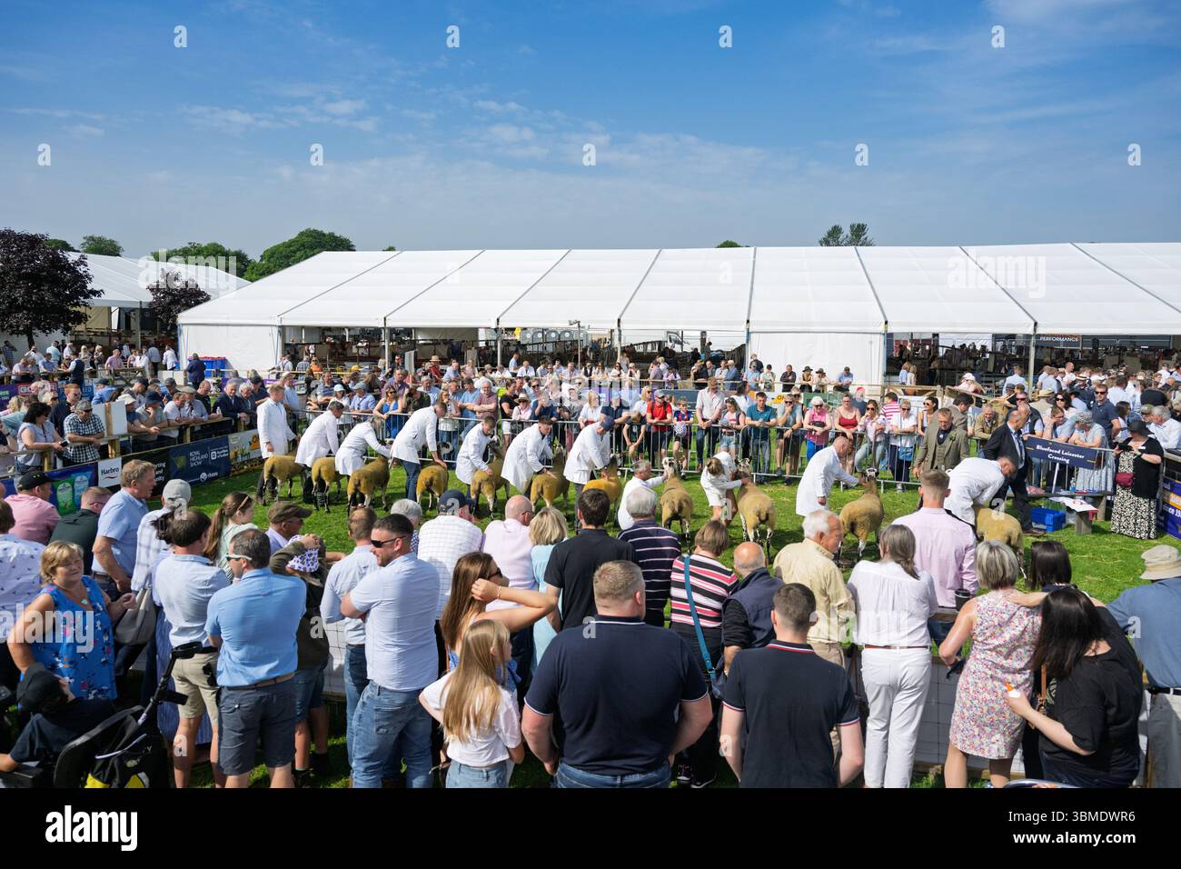 Schaf auf der Royal Highland Show 2025, Edinburgh, Schottland, Großbritannien. Stockfoto