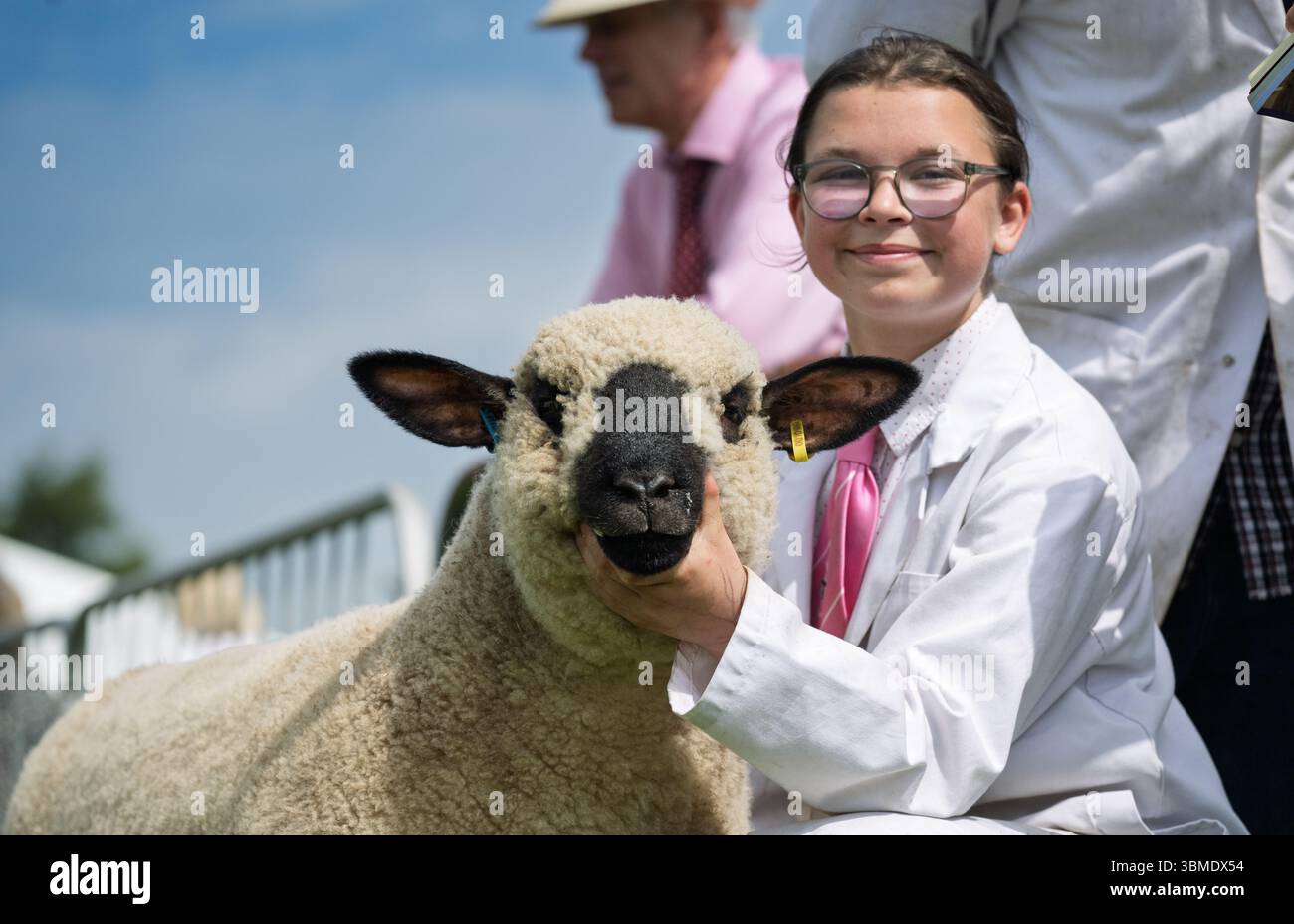Schaf auf der Royal Highland Show 2025, Edinburgh, Schottland, Großbritannien. Stockfoto
