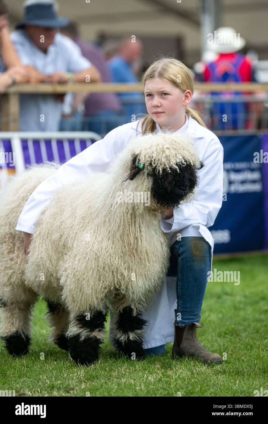 Schaf auf der Royal Highland Show 2025, Edinburgh, Schottland, Großbritannien. Stockfoto