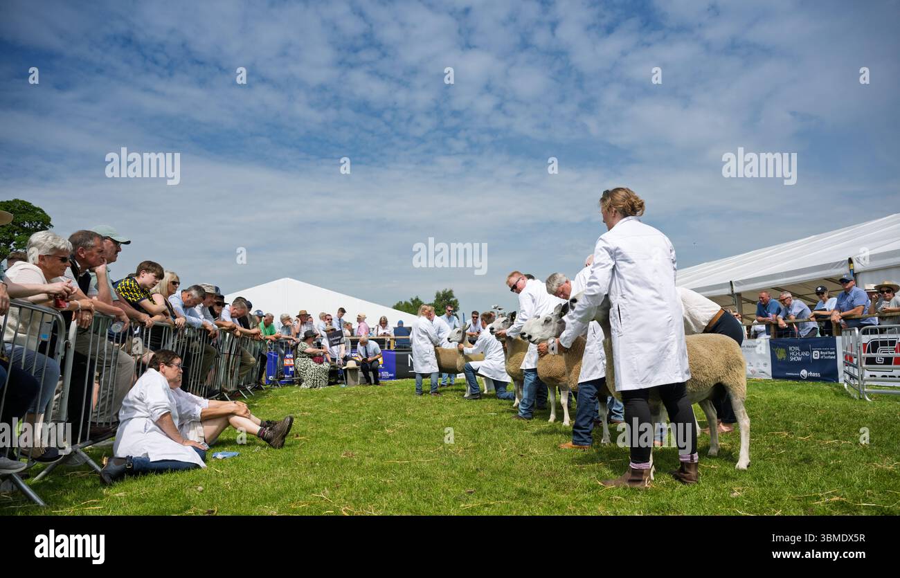 Schaf auf der Royal Highland Show 2025, Edinburgh, Schottland, Großbritannien. Stockfoto