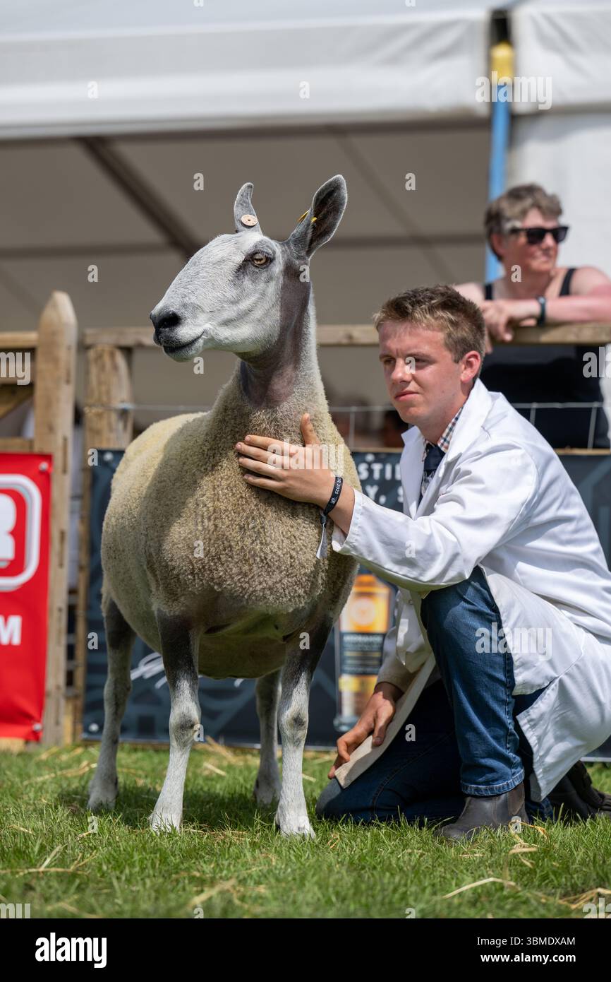 Schaf auf der Royal Highland Show 2025, Edinburgh, Schottland, Großbritannien. Stockfoto