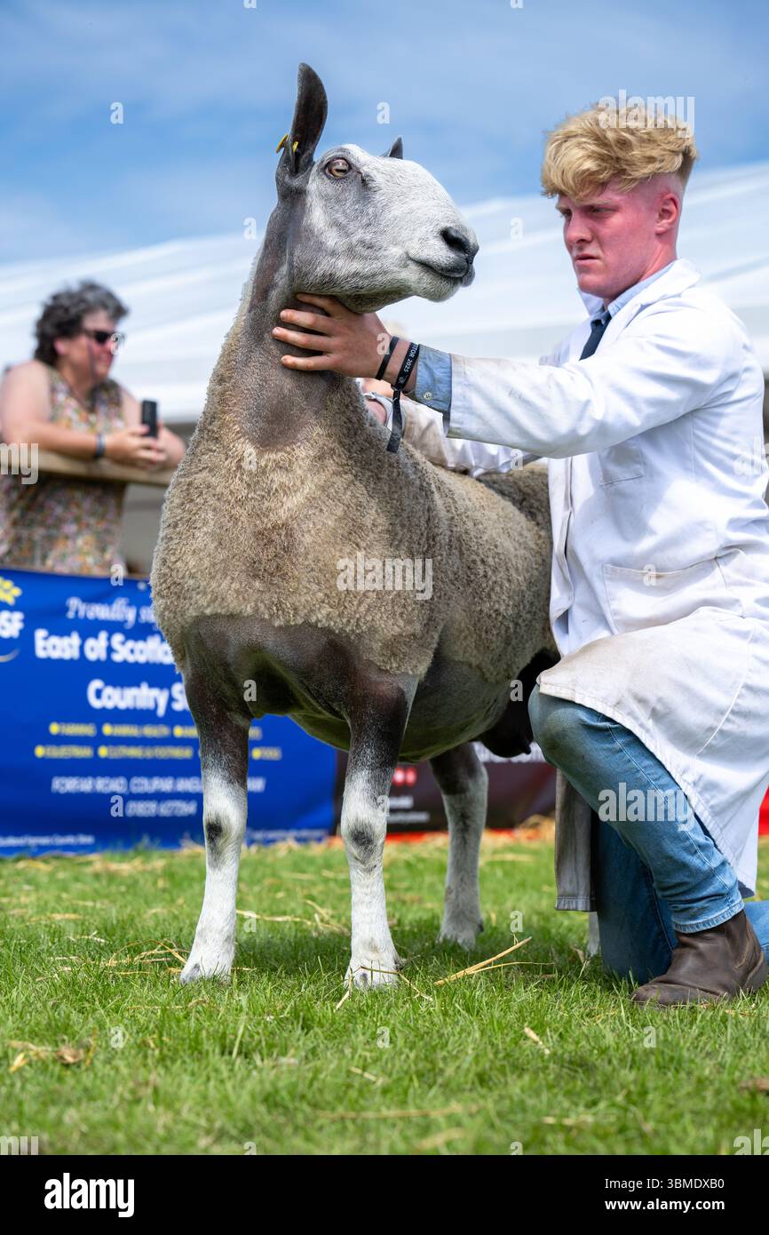Schaf auf der Royal Highland Show 2025, Edinburgh, Schottland, Großbritannien. Stockfoto